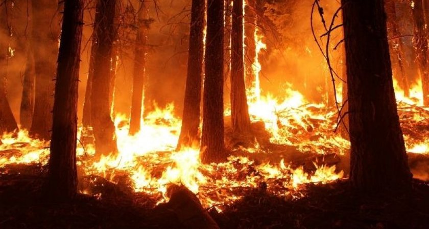 Рослесхоз назвал причиной рязанских лесных пожаров человеческий фактор