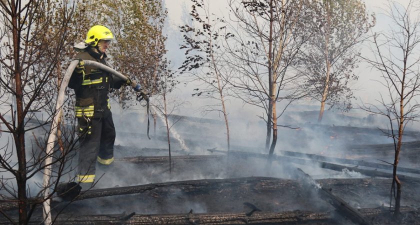 В Рязанской области площадь лесных пожаров составила 6012 гектаров