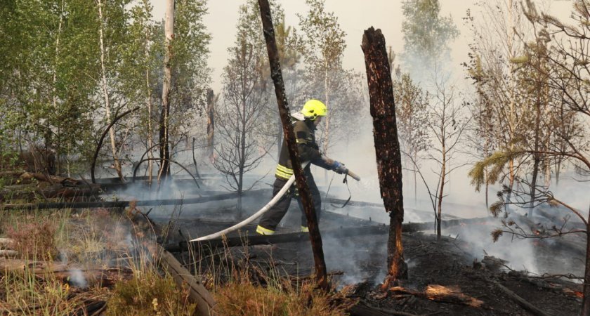 Площадь лесного пожара в Рязанском районе составила 26 гектаров