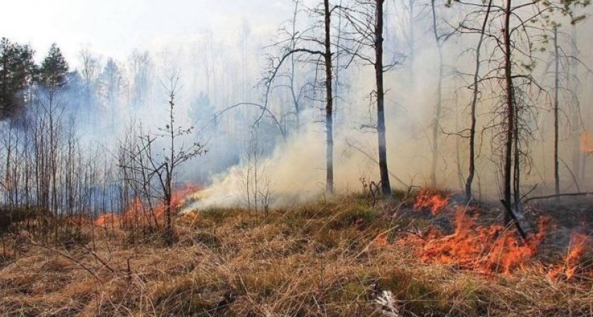 Площадь лесных пожаров в Рязанской области превысила 17,5 тыс. га