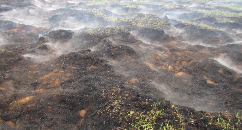 В Рязанской области лесной пожар перекинулся на торфяники из-за перехода огня