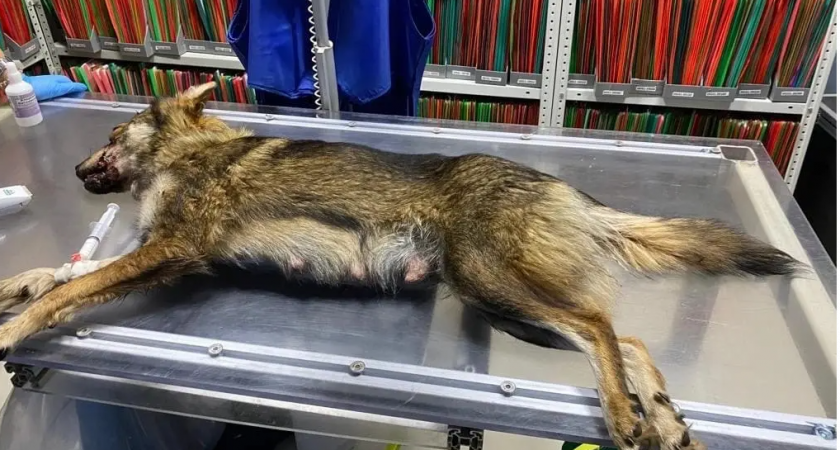Кормящая собака избита в Рыбновском районе двумя неизвестными