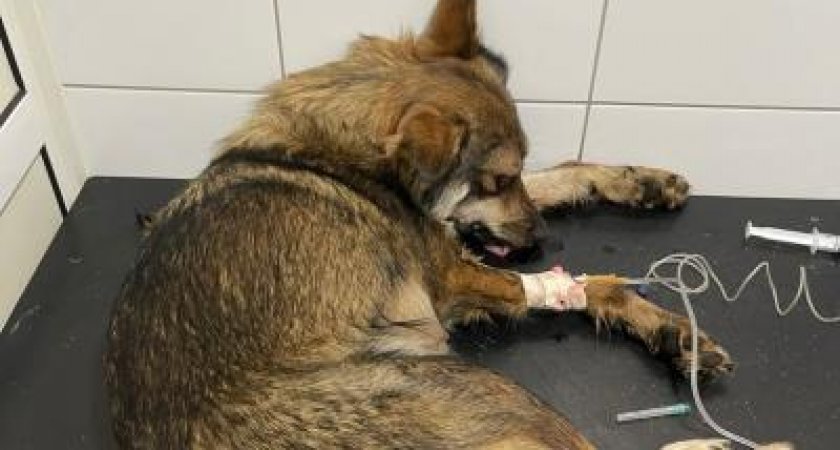 Установлены личности избивших собаку парней в Рыбновском районе 