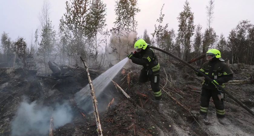 Площадь лесных пожаров в Рязанской области составила более 24 тыс. гектаров