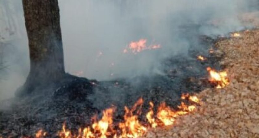 В Рязанской области 8 и 9 сентября сохранится высокая пожарная опасность