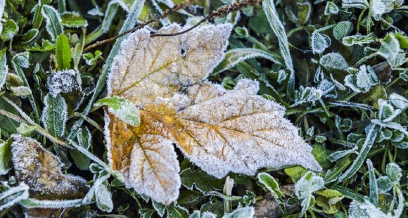 МЧС по Рязанской области предупредило о заморозках до -2 градусов с 9 по 11 сентября
