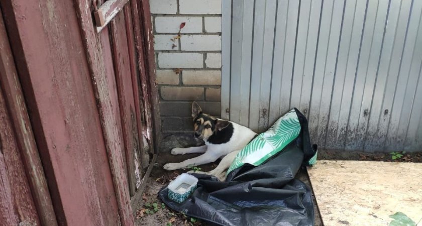 Расстрелянную в Ворошиловке собаку пришлось усыпить