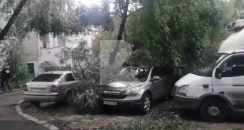 В Рязани из-за сильного ветра на припаркованные машины упало дерево