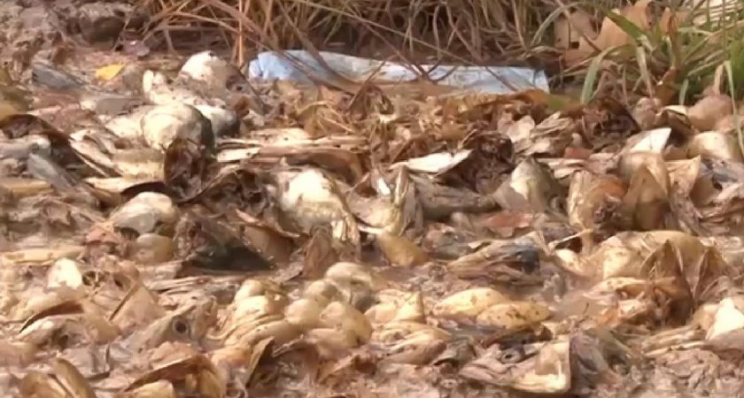 В Московском районе Рязани обнаружили незаконную свалку рыбных отходов