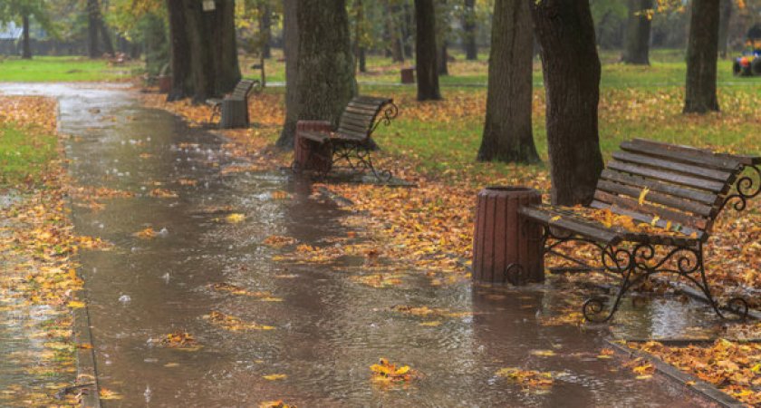 8 ноября в Рязанской области ожидается дождь и +6 градусов