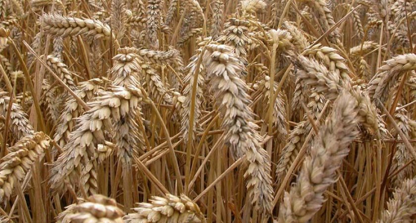 В Рязанской области в пшенице нашли возбудитель опасной болезни
