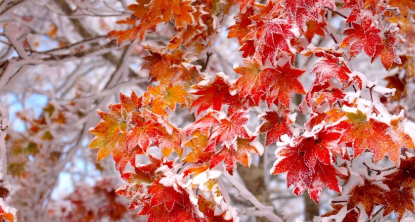 18 ноября жителей Рязанской области ждет снег, гололедица и до -5 градусов