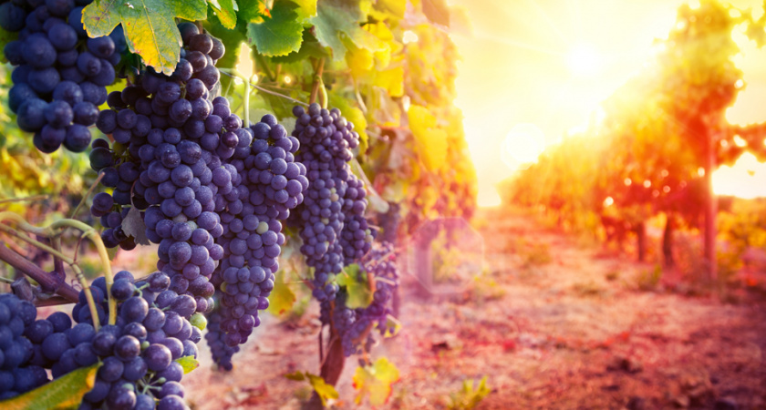 Россельхозбанк предоставит органическим виноделам индивидуальные кредитные предложения