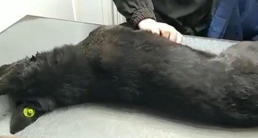 В Рязани отравили 10 стерилизованных дворовых собак