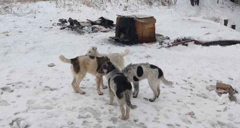 В Песочне пытались заживо сжечь бездомных собак