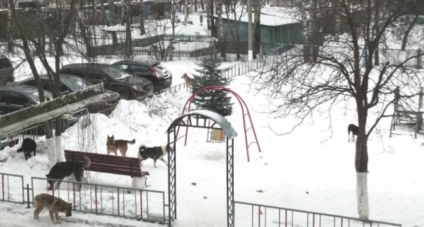"Оккупировали детскую площадку": Жители Касимова жалуются на стаю собак 