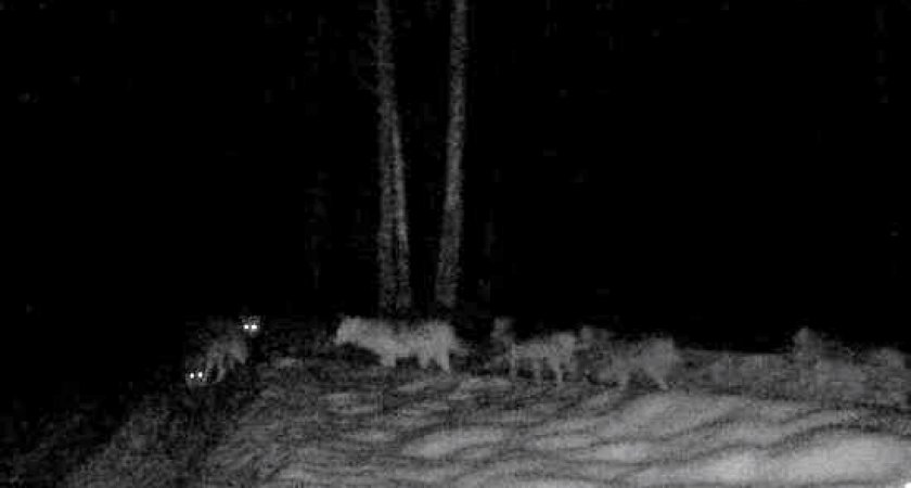 11 волков засняли фотоловушкой в рязанском Окском заповеднике