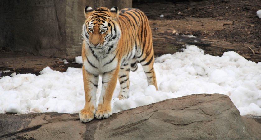 В Рязани из дома в Дягилево сбежал тигр