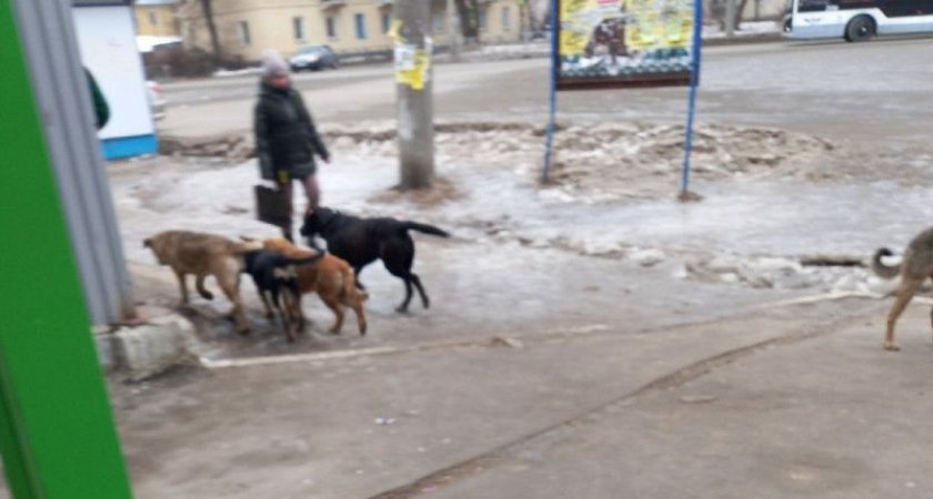 Рязанцы пожаловались на стаю агрессивных собак в районе площади Попова