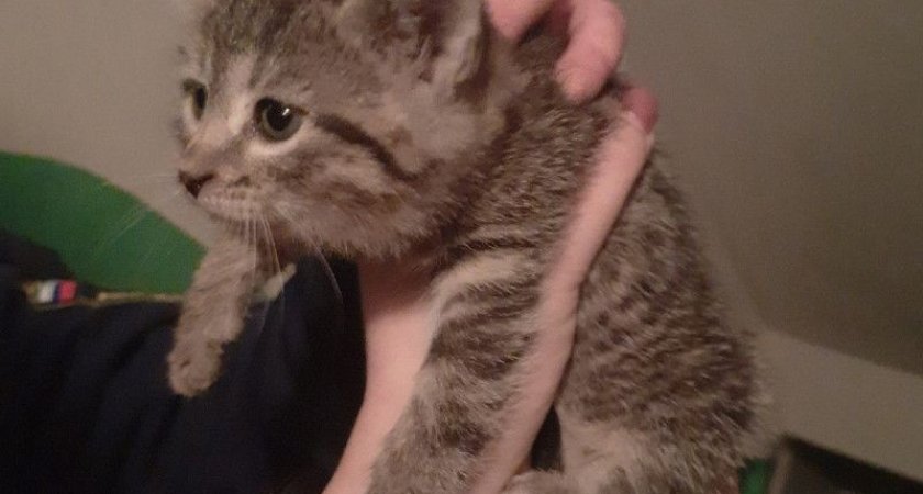 В Рязани спасатели достали котенка из вентиляционной шахты дома