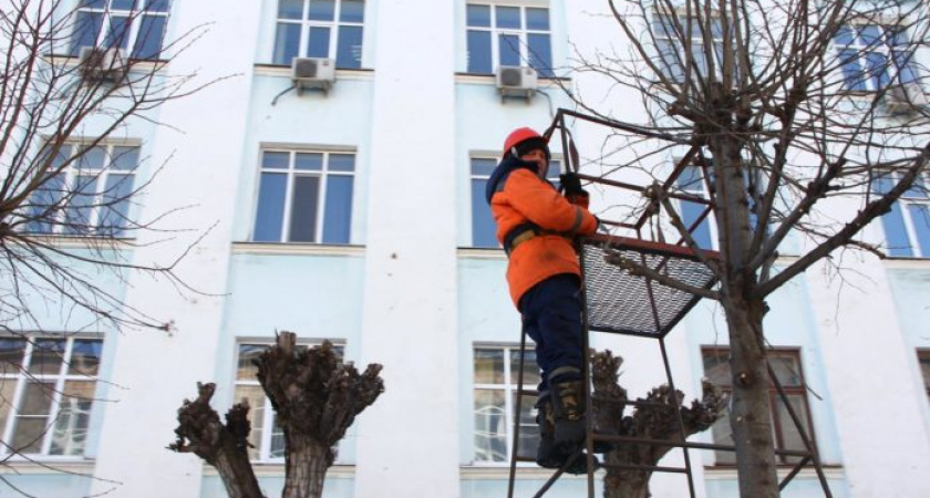 В Рязани продолжают проводить зимнюю обрезку деревьев