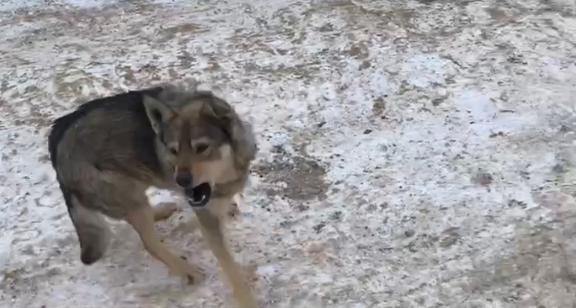 В Рязанской области собаки напали на двоих жителей поселка