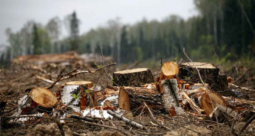 Депутата городского поселения Рязанской области обвиняют в незаконной рубке леса