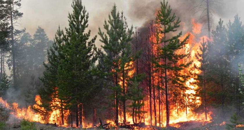 В Рязанской области 26 апреля введут особый режим с запретом на посещение лесов