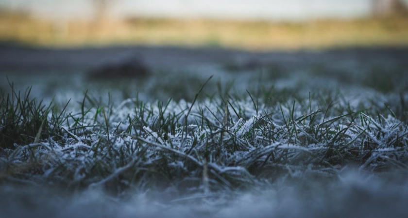 В Рязанской области объявили режим ЧС из-за гибели озимых культур от ледяной корки