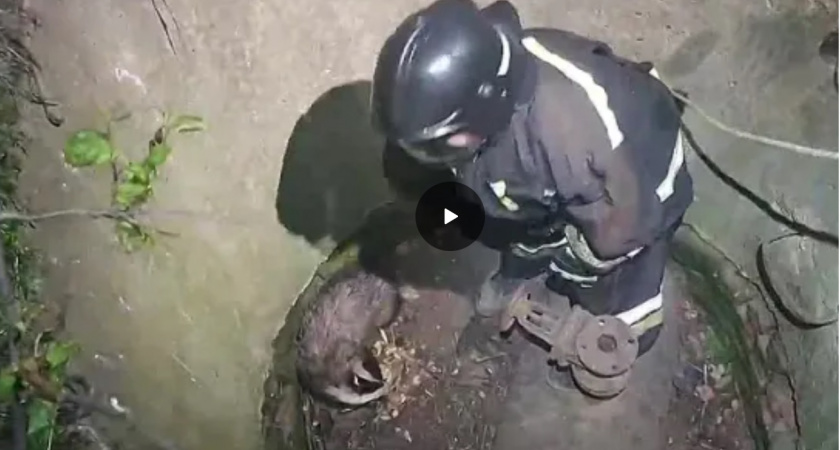 В Рязани спасатели достали из колодца барсука