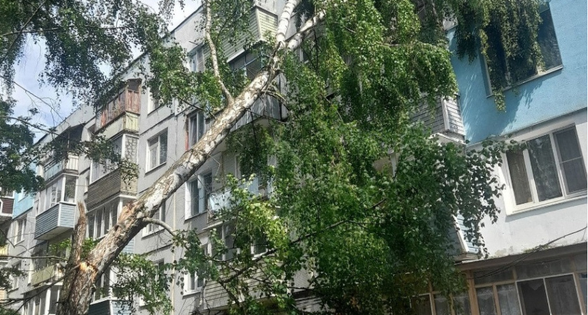 В Рязани сухое дерево рухнуло на окна жилой многоэтажки