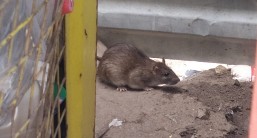 Жильцы дома на Касимовском шоссе в Рязани жалуются на огромное количество крыс 