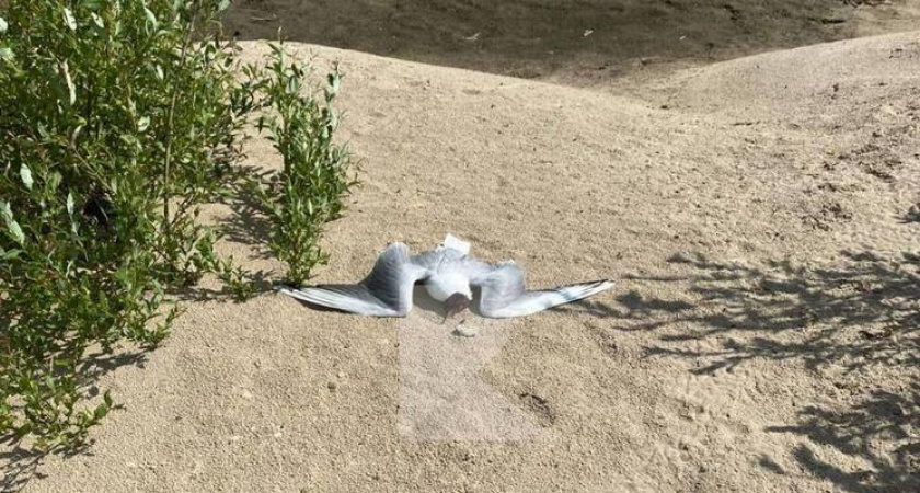 На берегу Оки в Рязани нашли мёртвых чаек