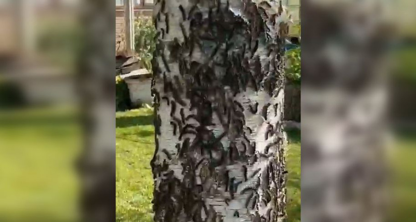 Жители Рязанской области записали на видео массовую атаку шелкопряда на деревья