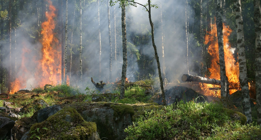 Жителей Рязанской области предупредили о высокой пожарной опасности до 24 июня