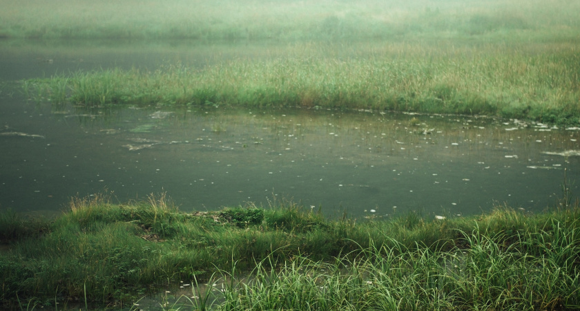 Цианобактерии могли стать причиной загрязнения воды во втором карьере в рязанских Борках