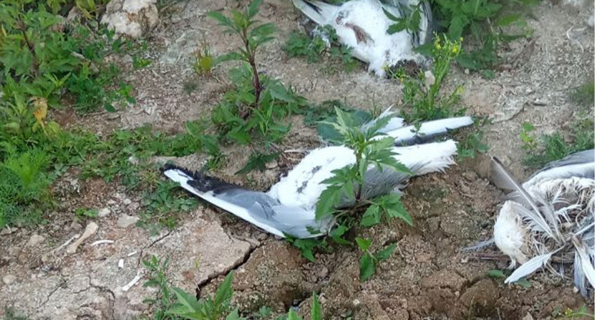 Ветеринары выясняют причины массовой гибели чаек в Рязани