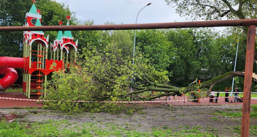 На детскую площадку в сквере Октябрьского городка в Рязани упало дерево
