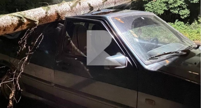 В Рязани на придомовой территории дерево рухнуло на машину