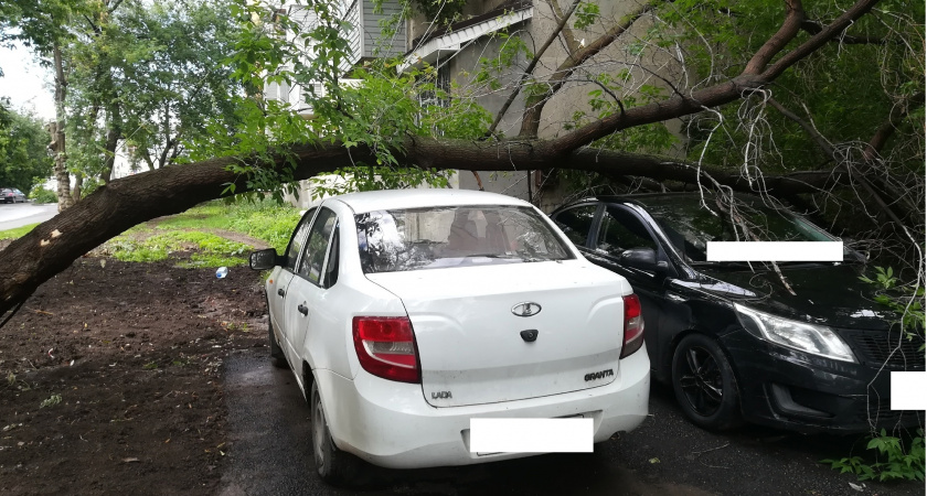 В Рязани аварийное дерево от ветра упало на припаркованные машины