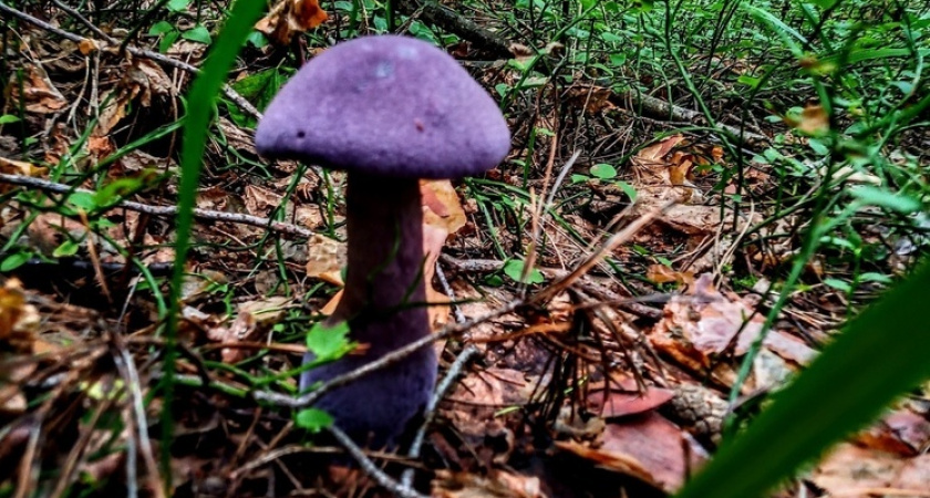 В Рязанской области в лесу обнаружили редкий фиолетовый гриб
