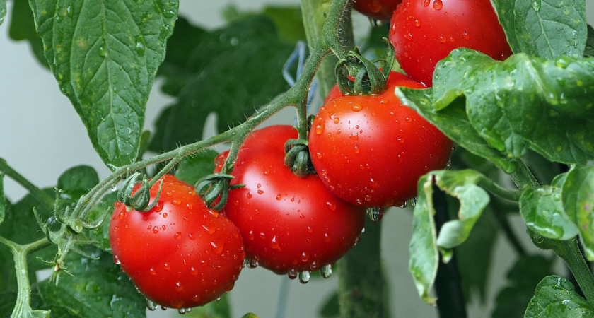 В Рязанской области выявили угрожающие здоровью людей томаты