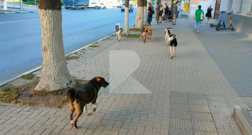 В центре Рязани заметили стаю собак