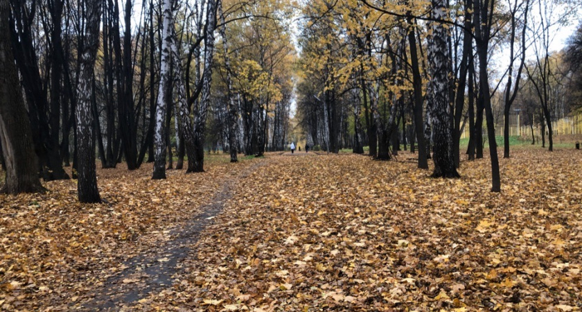 9 сентября в Рязанской области ожидается дождь и до +18 градусов