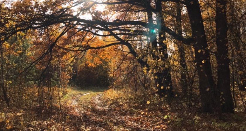 28 сентября в Рязанской области ожидается переменная облачность и +23