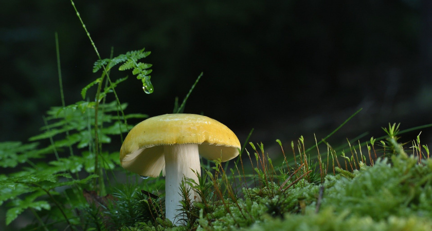 Рязанцев предупредили о штрафах за сбор грибов и растений из Красной книги