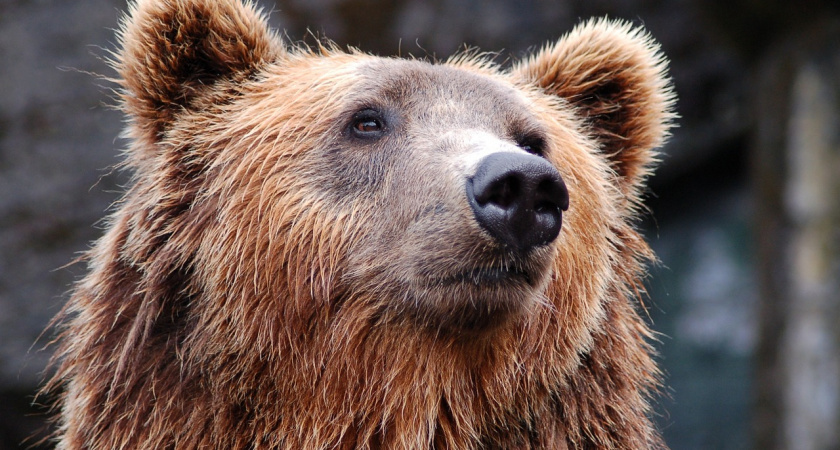 В Ермишинском районе из леса вышли медведица с медвежонком 