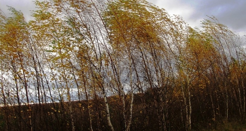 В Рязанской области МЧС выпустило метеопредупреждение о сильном ветре на 18 октября