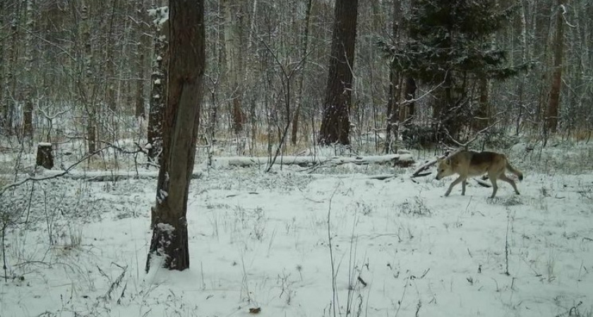 В Рязанской области фотоловушка Окского заповедника засняла волка