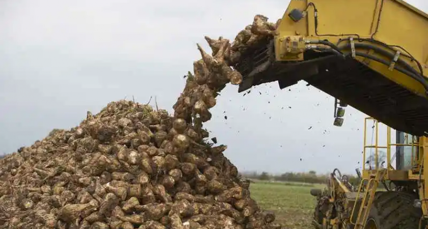 Аграрии Рязанской области получили максимальный за 10 лет урожай сахарной свёклы